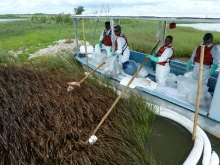 People on a boat holding wooden poles with a sorbent end against an oiled marsh area.