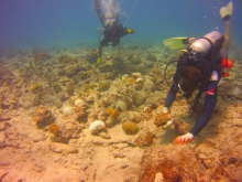 Divers reattaching coral to the sea floor.