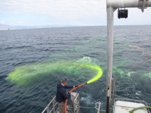 A man spraying a fluorescent yellow fluid into the water. 