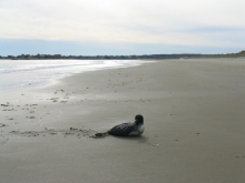 A loon on a beach. 