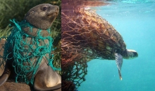 A seal, left, and a turtle, right, tangled in derelict fishing line. 