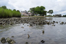 Oyster reef beds.