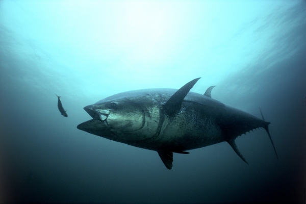 An underwater image of a bluefin tuna. 