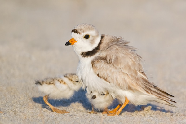 A bird and her two babies in the sand.