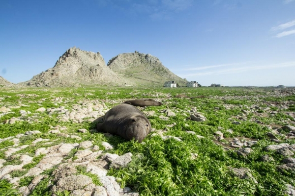 A seal lying on a green swath of land with rocky outcrops in the background. 