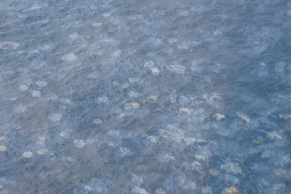 A large collection of patches of a shiny substance in water.