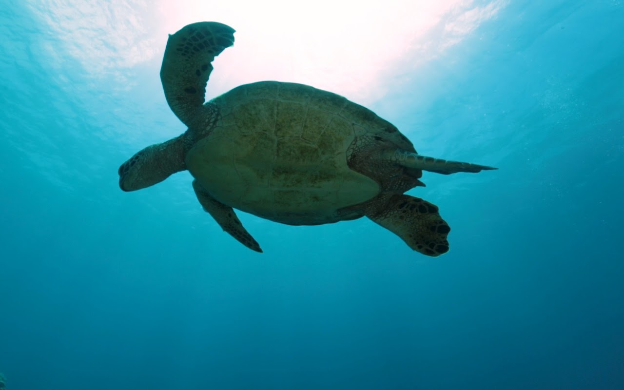 A sea turtle as seen from below in the water. 
