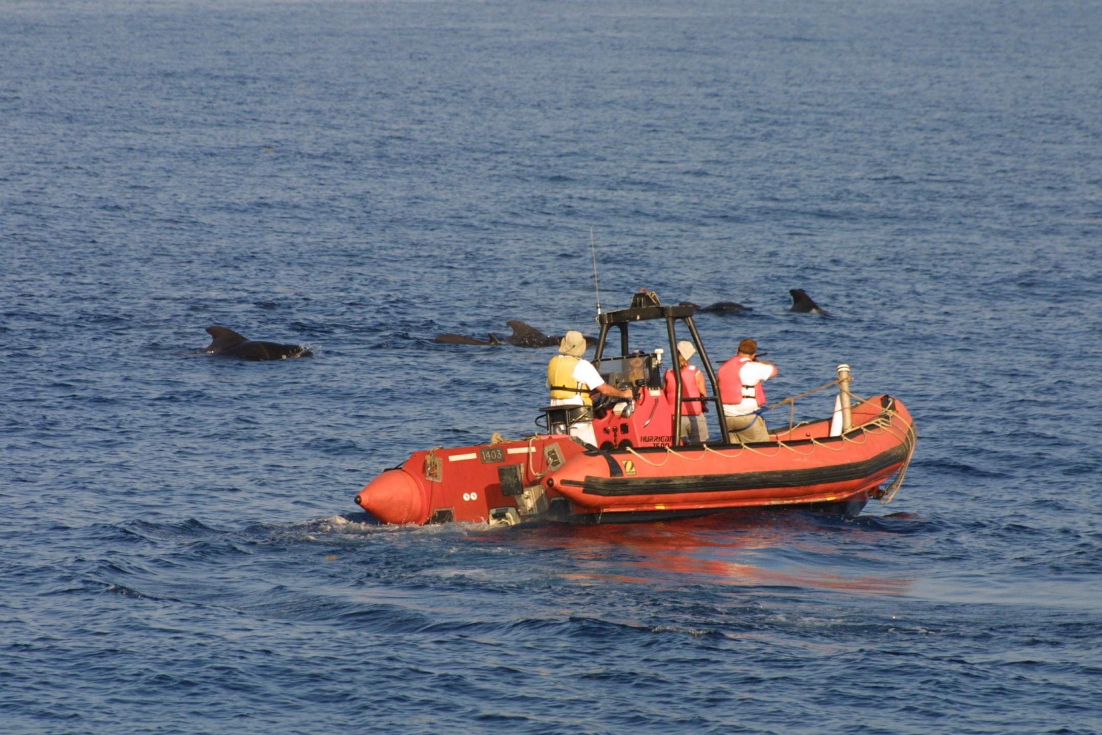 A group of people on a boat pointing a crossbow like instrument at a group of whales.