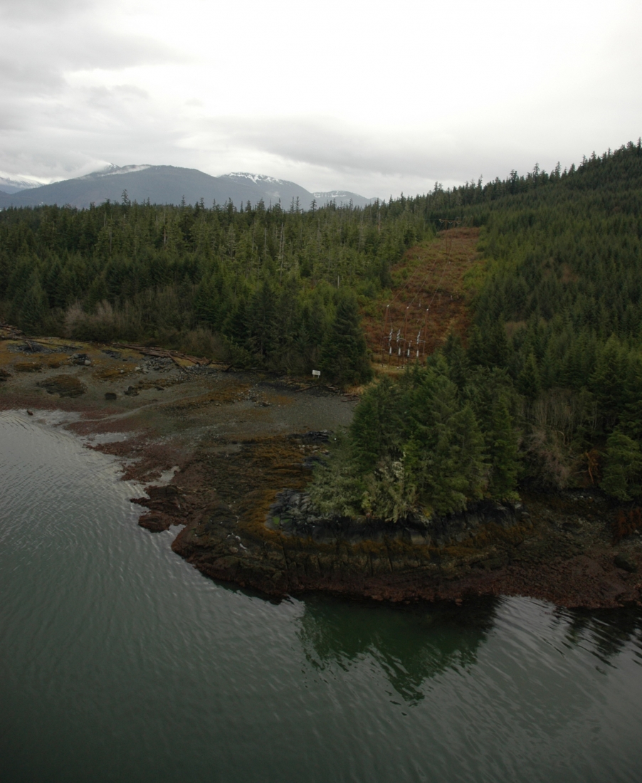 An aerial image of a shoreline lined with trees. 