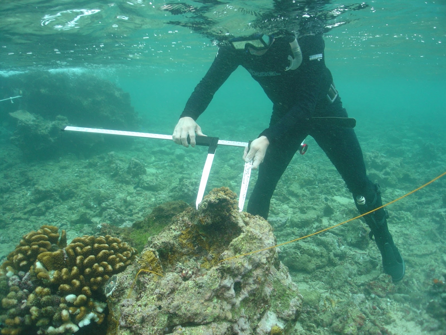 An underwater image of a diver using a measuring instrument to survey coral.