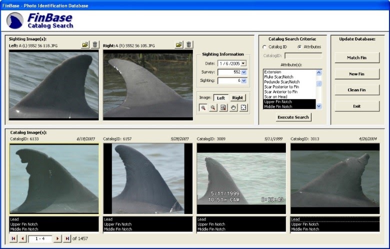 A screenshot of a database showing pictures of fins. 