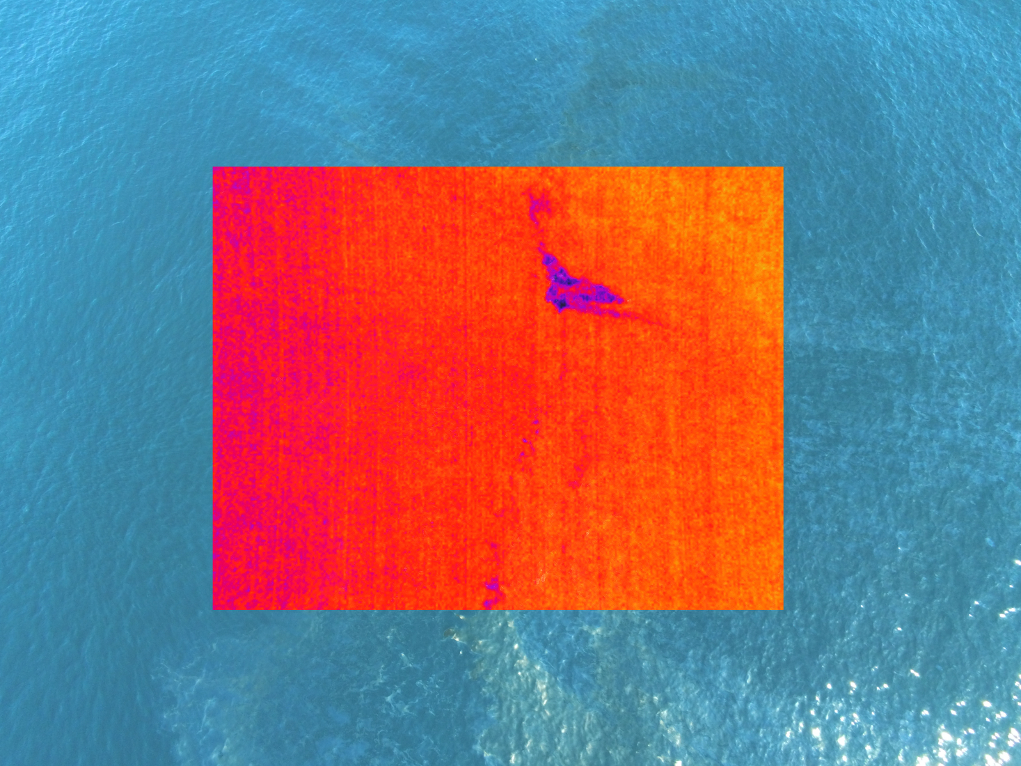  Thermal imagery of the aerial view of oil on water from a Parrot drone. Note: the oil appears purple due to a different thermal signature from the surrounding water. 