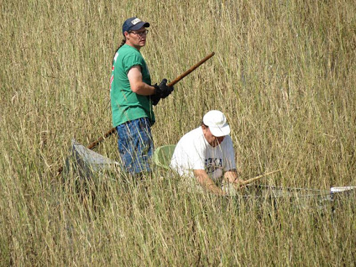 Two people on a boat navigating through dry wild rice plants. 