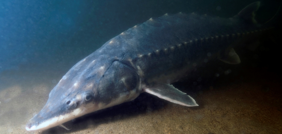 An Atlantic sturgeon underwater.