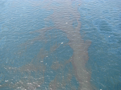 Oil in water.