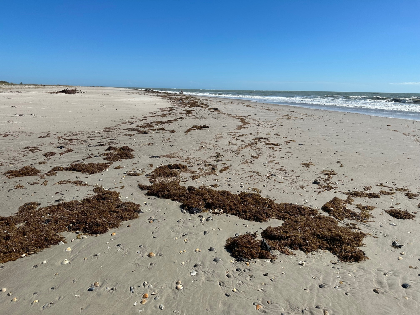 Oiled sargassum on a beach.