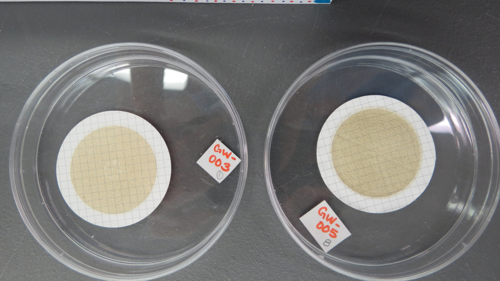 Filtered samples of seawater in petri dishes. 
