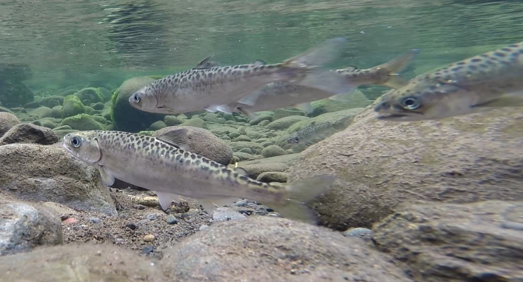Juvenile salmon in water.