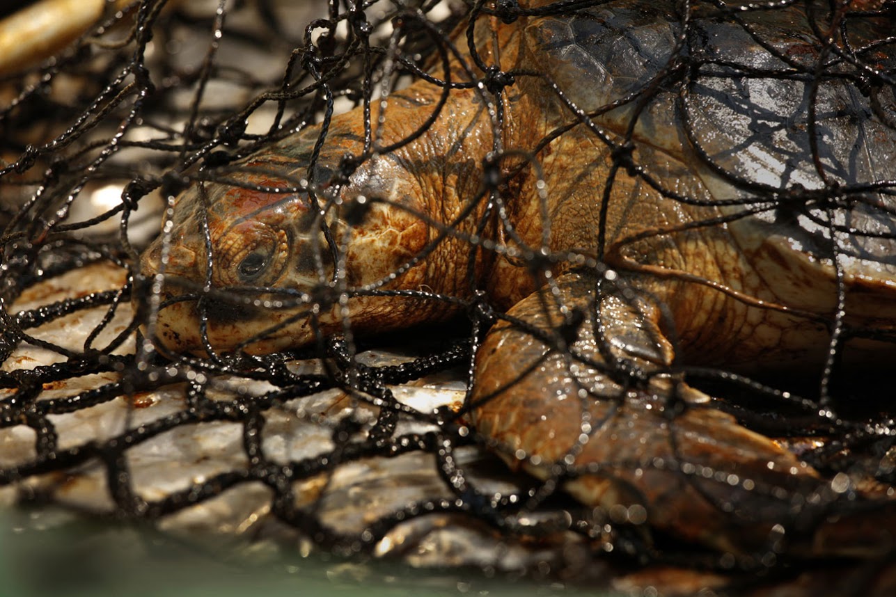 A sea turtle under a net.