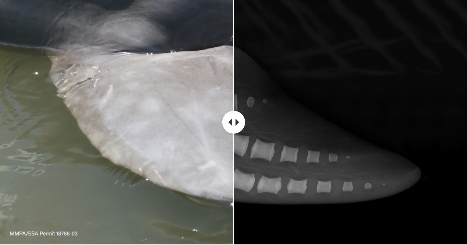 An external x-ray image on the left, and an internal x-ray image on the right showing a dolphin's flipper. 