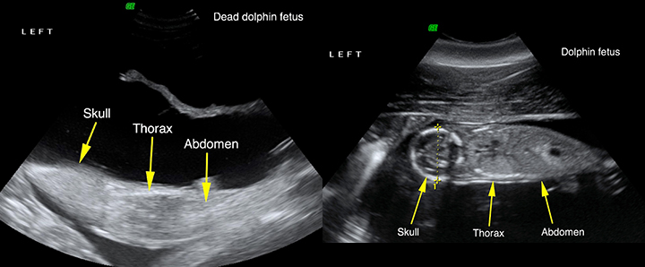 Two side-by-side reproductive ultrasound images of dolphin fetuses. 