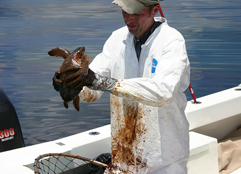 A man holding an oiled juvenile sea turtle. 