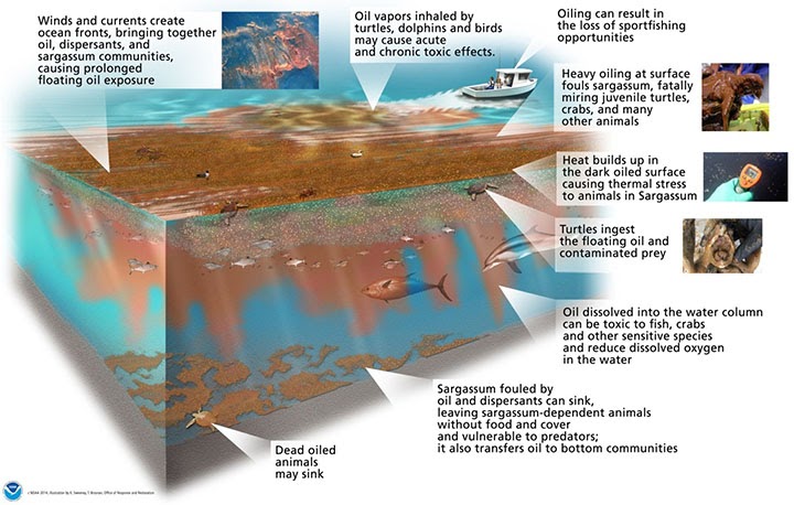 An infographic depicting the oil impacts to a sargassum ecosystem. 