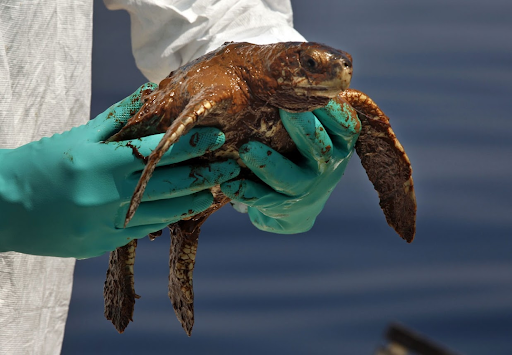 An oiled sea turtle.