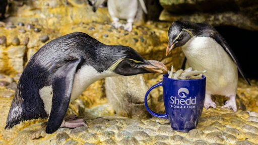 Two rockhopper penguins pull fish out of a reusable mug.
