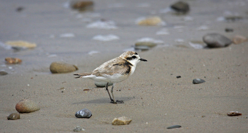 A bird on a beach.