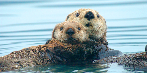 Sea otters in water.