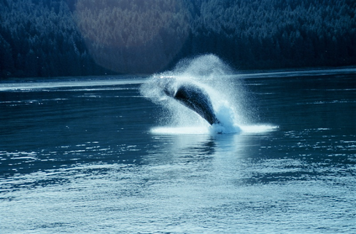 A whale breaching.