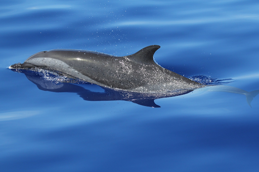 Pantropical spotted dolphin.