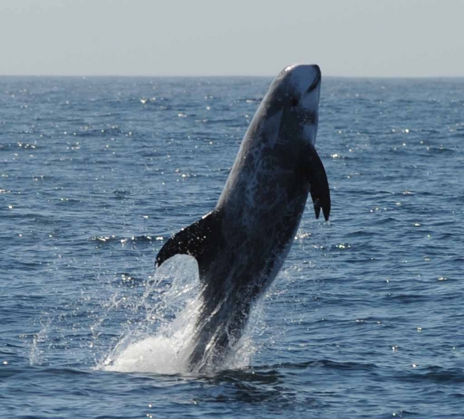 A Risso's dolphin. 