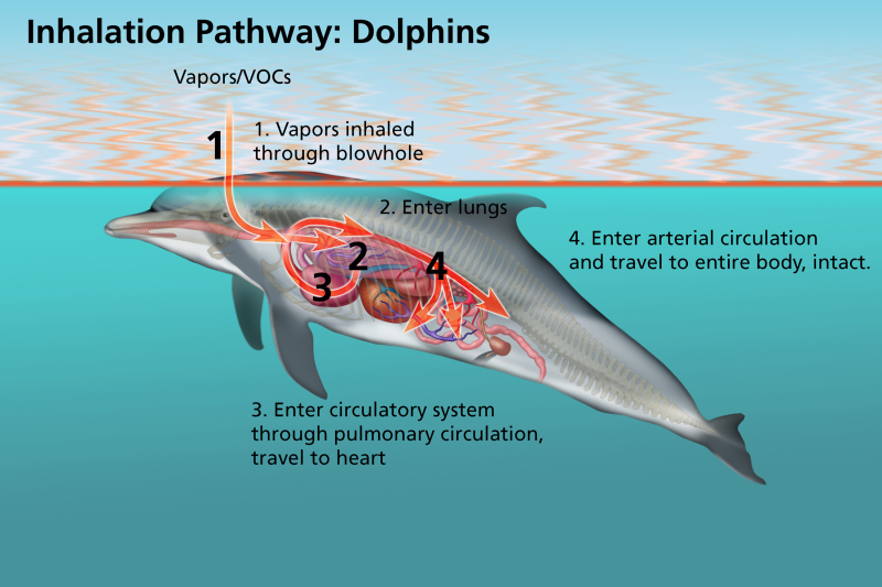 A graphic of inhalation pathways for a dolphin.