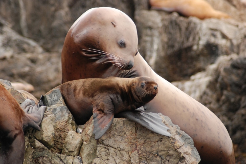 A seal looking at a young seal on a rock.