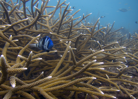 A fish in coral.