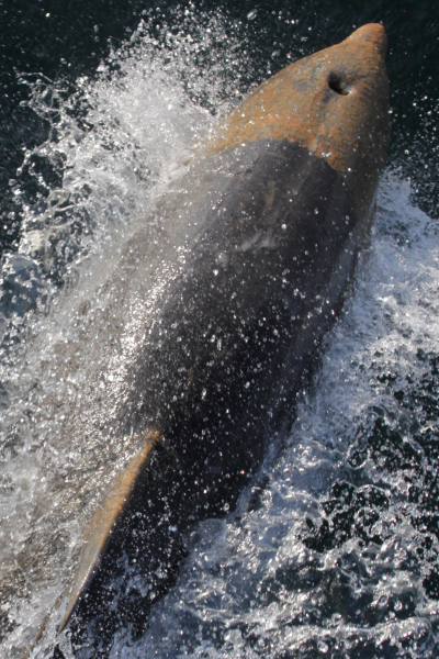 Dolphin with oil adhering to its top surface, swimming in the ocean.