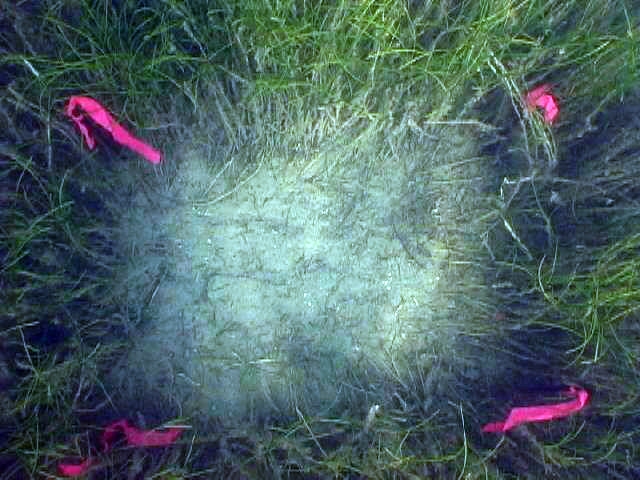 An underwater view (from above) of seagrass damaged by a lobster trap sitting on it.