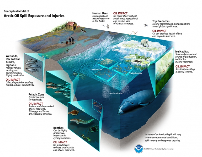 A conceptual model of arctic oil spill exposure and injuries - depicting marine life and shorelines. 