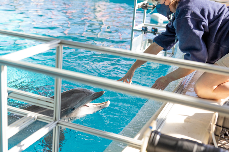 A person reaching out to a dolphin.