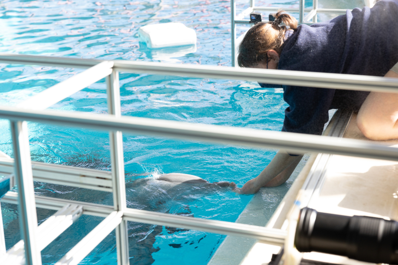 A person reaching out to a dolphin.