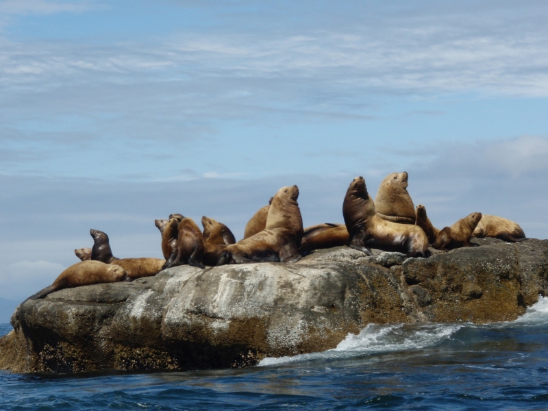 A group of seals on a rock. 