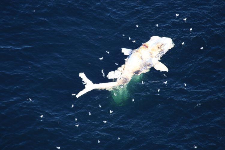 A whale carcass floating in water.