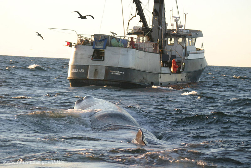 A large whale seen trailing behind a boat. 