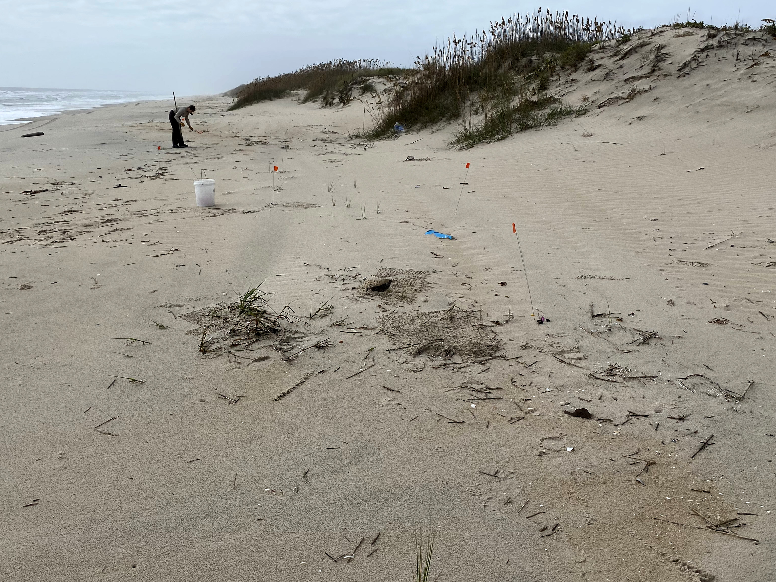 An individual cleaning up medical waste on a shoreline, marked by small red flags.