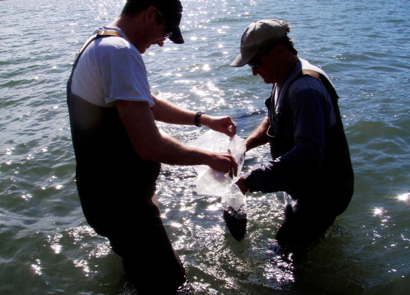 Two men standing knee-high in water holding a plastic sack. 