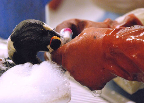 A close-up shot of someone's hands in rubber gloves as they clean a bird. 