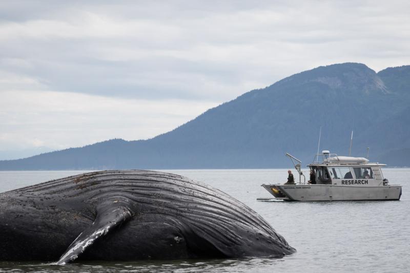 A boat near a whale carcass.