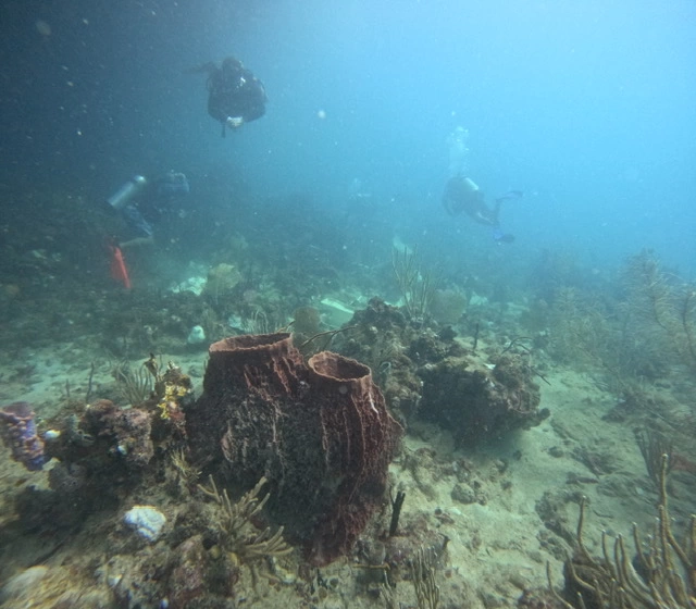 NOAA divers conducted marine and coral assessment on the ocean floor around the Bonnie G, to determine salvage operations were not impacting coral in the area.
